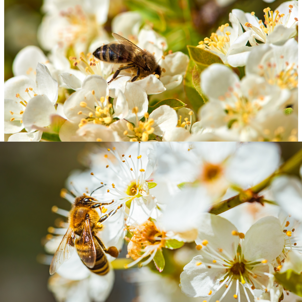 Two images of a bee on white flowers with green leaves. Luxzerna
